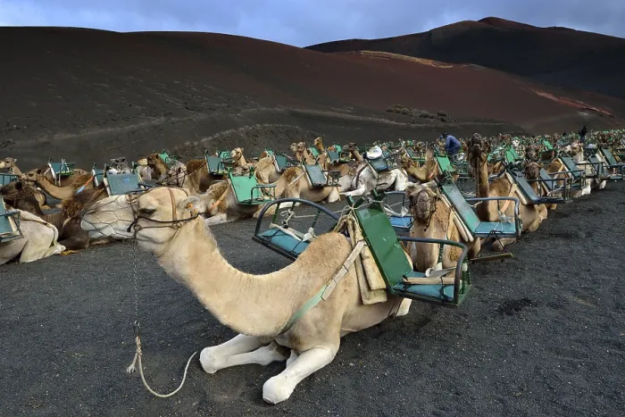 Framed Print : Caravan, dromedaries and camels being prepared for tourists