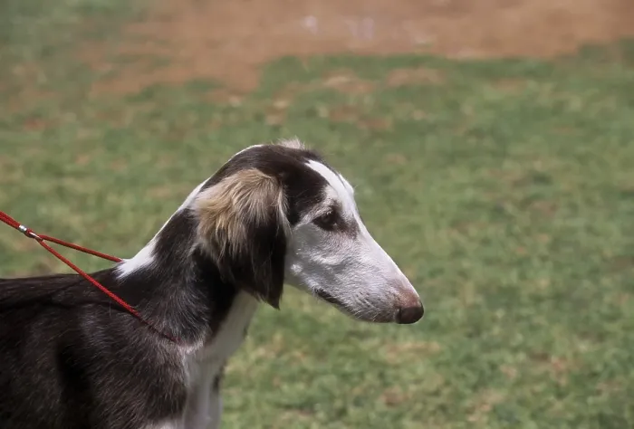 Framed Print : Caravan hound, Mudhol Hound Indian breed of dog