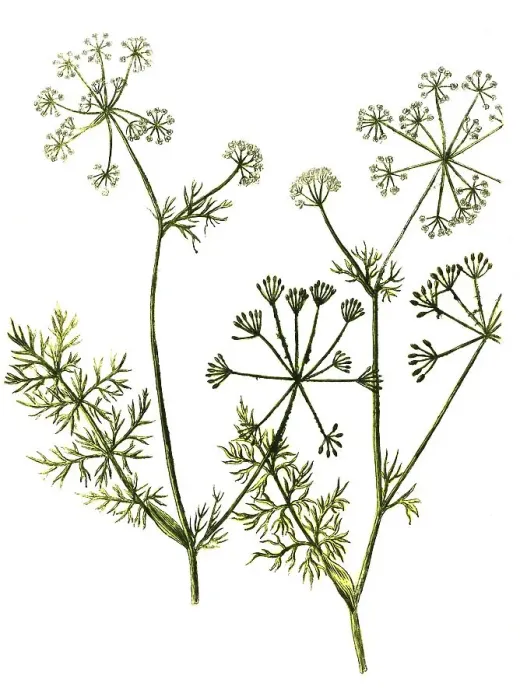 Framed Print : Caraway (Carum carvi), Historic Framed Print : Caraway (Carum carvi), Historic