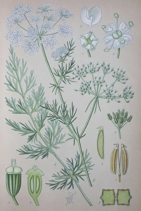 Framed Print : Caraway (Carum carvi), historical illustration from 1885