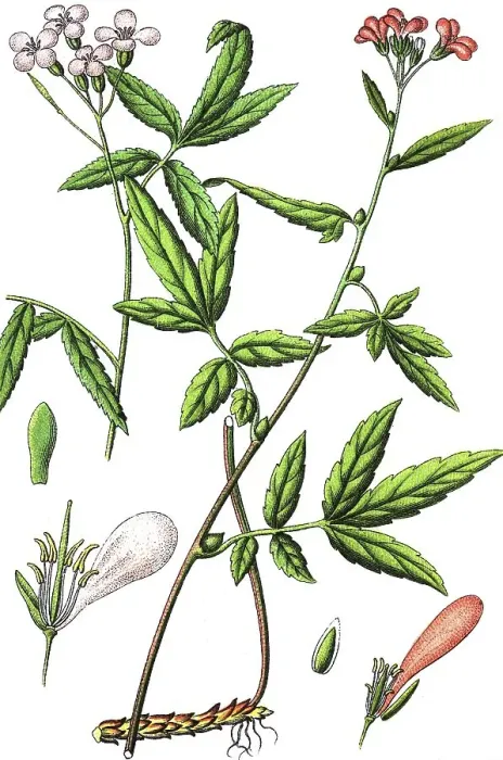 Framed Print : Cardamine or Bittercress (Cardamine heptaphylla) Framed Print : Cardamine or Bittercress (Cardamine heptaphylla)