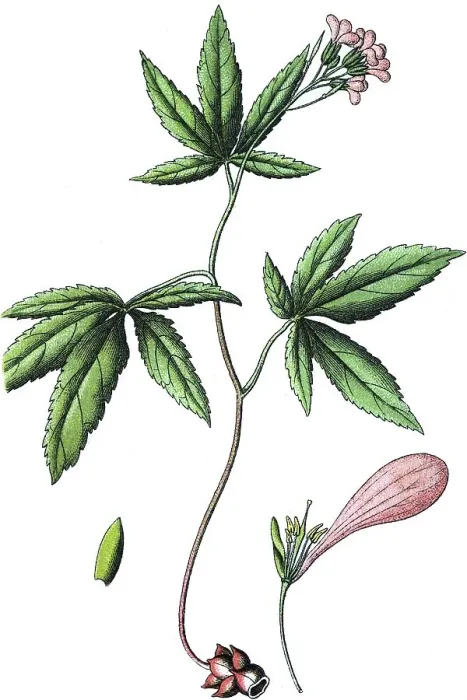 Framed Print : Cardamine or Bittercress (Cardamine pentaphyllos)