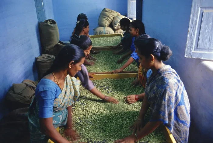 Framed Print : Cardamom being graded, India