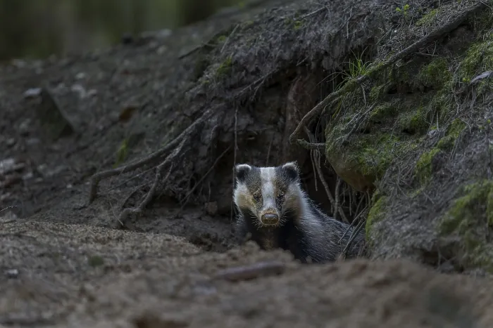 Framed Print : Carefully and slowly a badger (Meles meles) slips out of its den Framed Print : Carefully and slowly a badger (Meles meles) slips out of its den