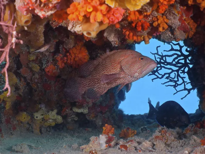 Framed Print : Caribbean grouper (Cephalopholis cruentata)