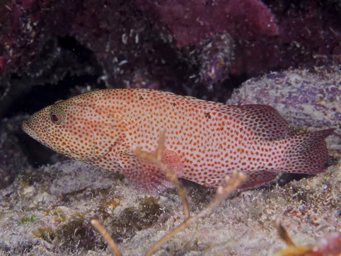 Framed Print : Caribbean grouper (Cephalopholis cruentata)