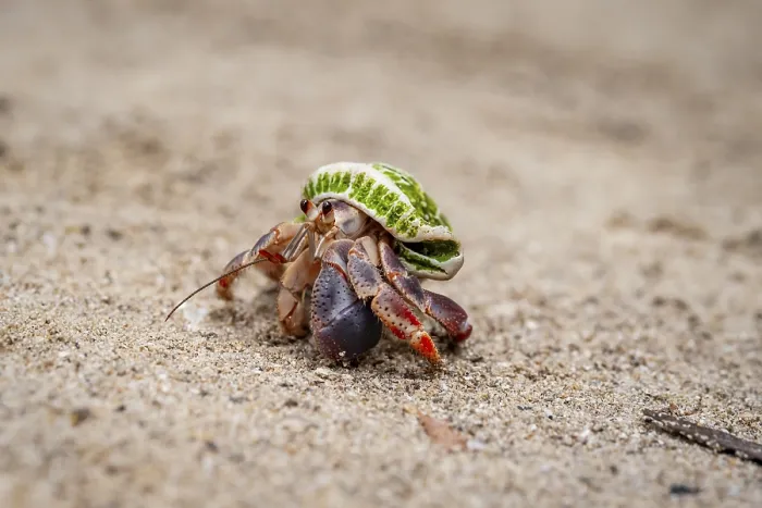 Framed Print : Caribbean hermit crab (Coenobita clypeatus) Framed Print : Caribbean hermit crab (Coenobita clypeatus)