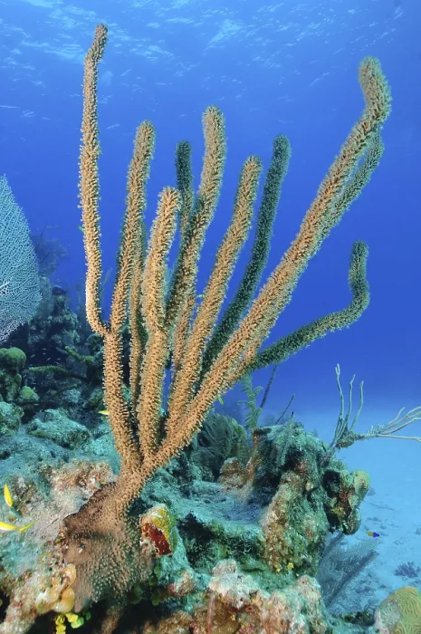 Framed Print : Caribbean horn coral (Eunicea mammosa) filters plankton from ocean currents with outstretched polyps Framed Print : Caribbean horn coral (Eunicea mammosa) filters plankton from ocean currents with outstretched polyps
