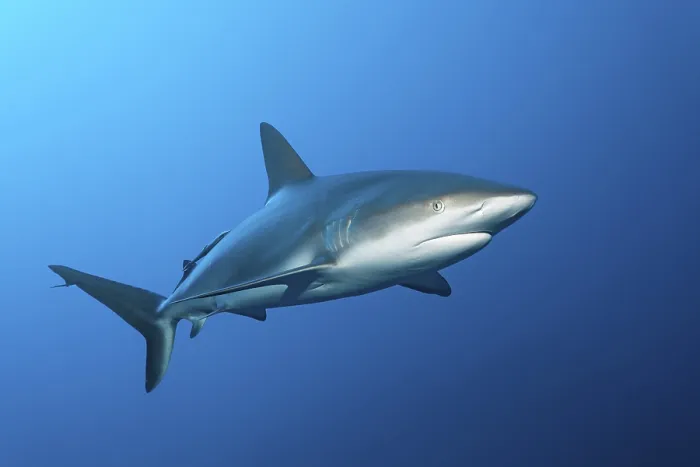 Framed Print : Caribbean reef shark (Carcharhinus perezi) Framed Print : Caribbean reef shark (Carcharhinus perezi)