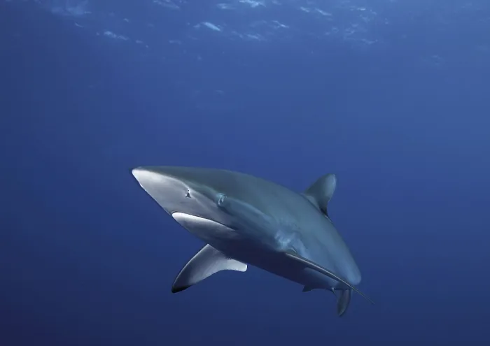 Framed Print : Caribbean Reef Shark (Carcharhinus perezi) Framed Print : Caribbean Reef Shark (Carcharhinus perezi)