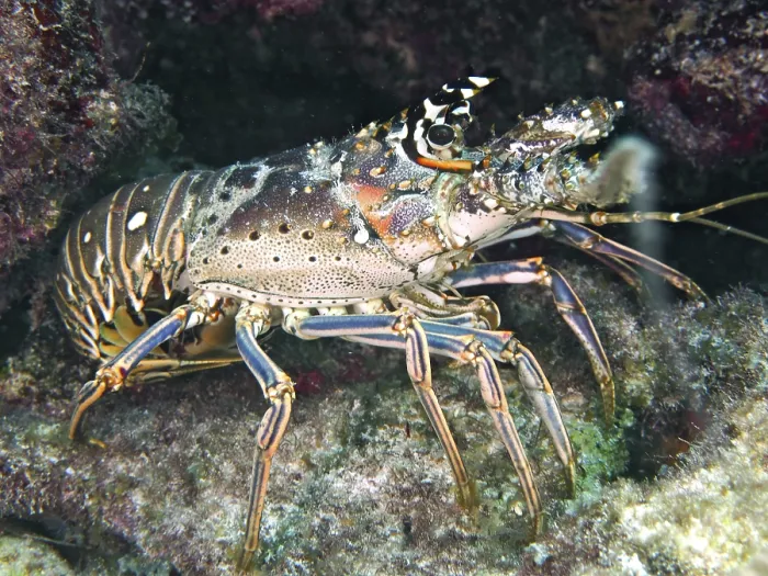 Framed Print : Caribbean spiny crayfish (Panulirus argus)