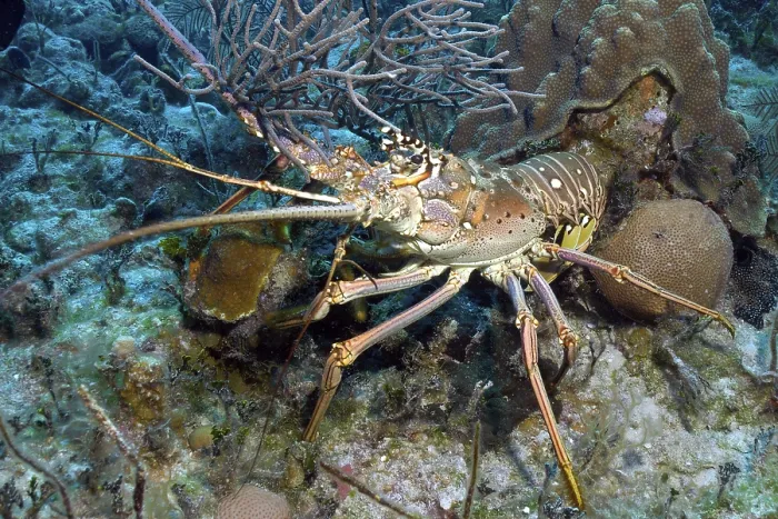 Framed Print : Caribbean spiny crayfish (Panulirus argus)