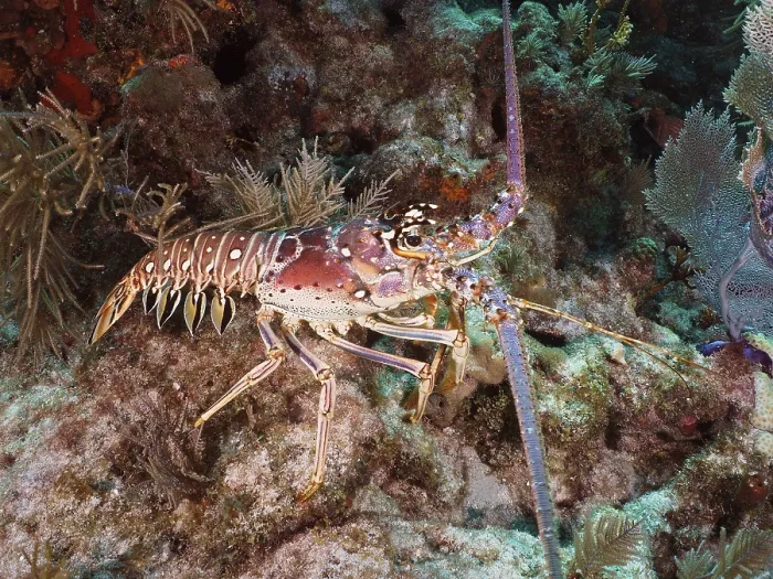 Framed Print : A caribbean spiny crayfish (Panulirus argus) crawls over rocks in the sea Framed Print : A caribbean spiny crayfish (Panulirus argus) crawls over rocks in the sea