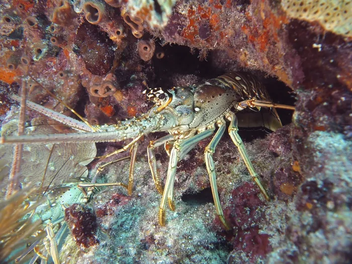 Framed Print : A Caribbean spiny crayfish (Panulirus argus) hides in a cave on the seabed