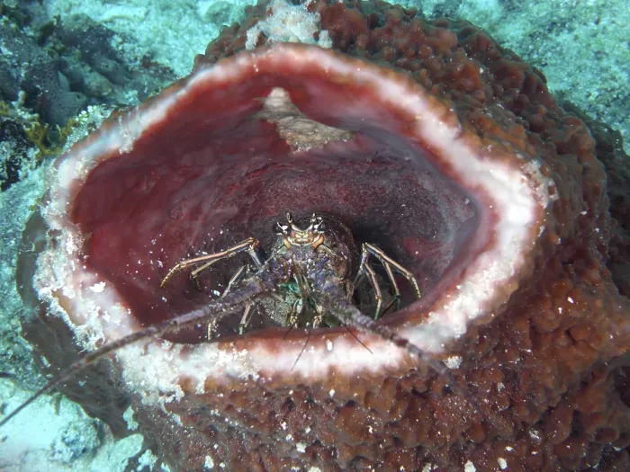 Framed Print : A caribbean spiny crayfish (Panulirus argus) sits in a Caribbean vase sponge (Xestospongia muta) under water