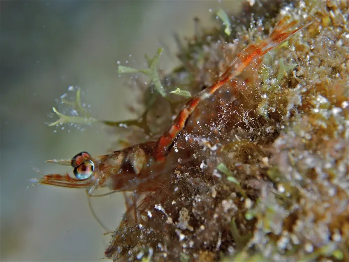 Framed Print : Caribbean velvet shrimp (Metapenaeopsis goodei)