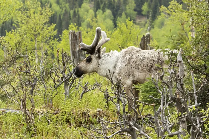 Framed Print : Caribou, caribou, deer, ungulates Framed Print : Caribou, caribou, deer, ungulates