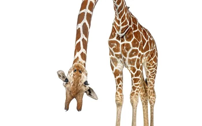 Framed Print : Caricature of a funny and cute giraffe upside down with teeth and big eyes Framed Print : Caricature of a funny and cute giraffe upside down with teeth and big eyes