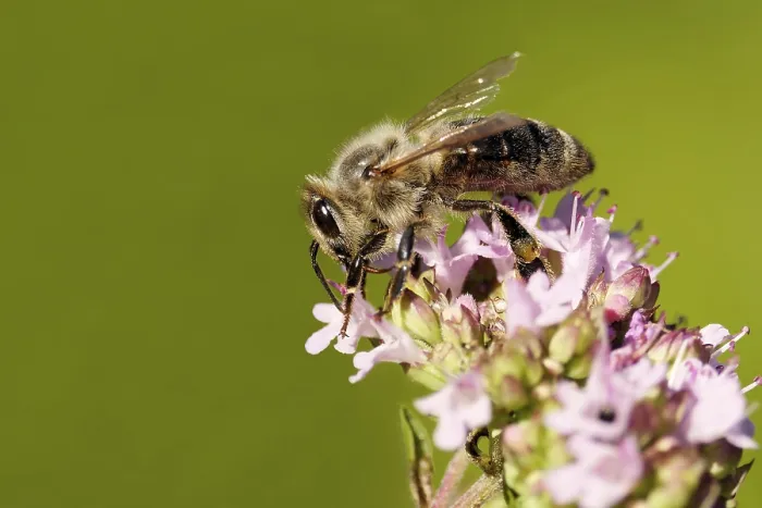 Framed Print : Carinthian bee on oregano