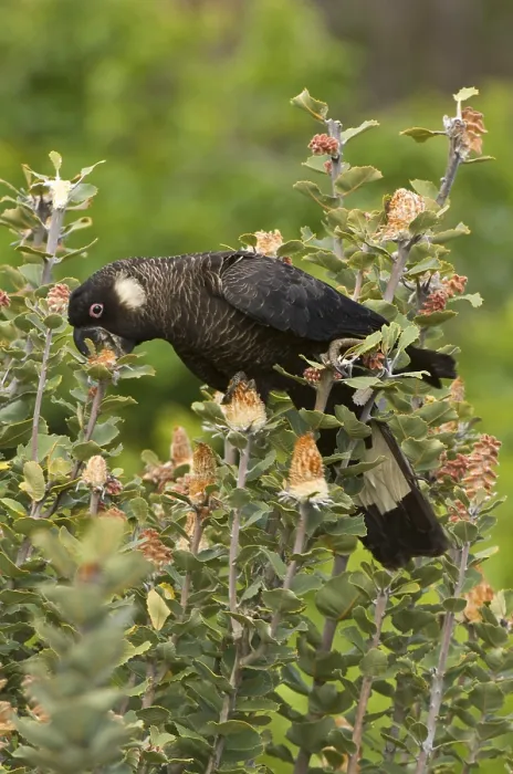 Framed Print : Carnaby's black cockatoo (Calyptorhynchus latirostris)