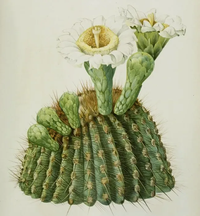 Framed Print : Carnegiea gigantea, cactus, cacti Framed Print : Carnegiea gigantea, cactus, cacti