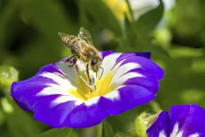 Framed Print : Carniolan honey bee (Apis mellifera carnica) is collecting nectar at a Dwarf morning-glory (Convolvulus tricolor)