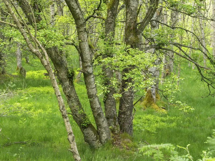 Framed Print : Carpathian birch forest (Betula pubescens)
