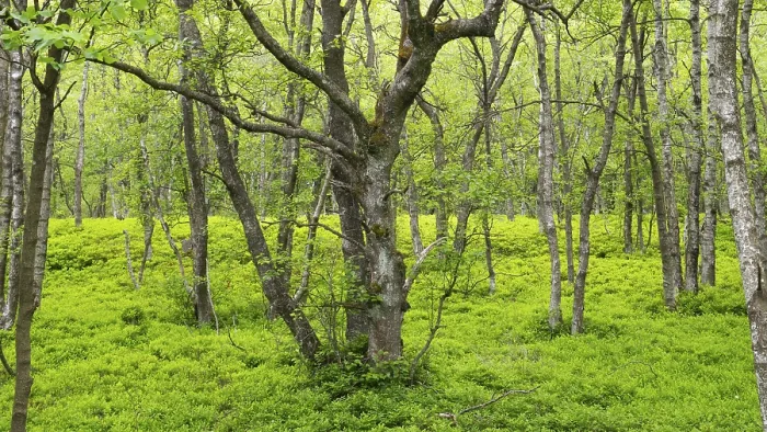 Framed Print : Carpathian birch forest (Betula pubescens)