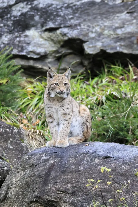 Framed Print : Carpathian lynx (Lynx lynx carpathicus)