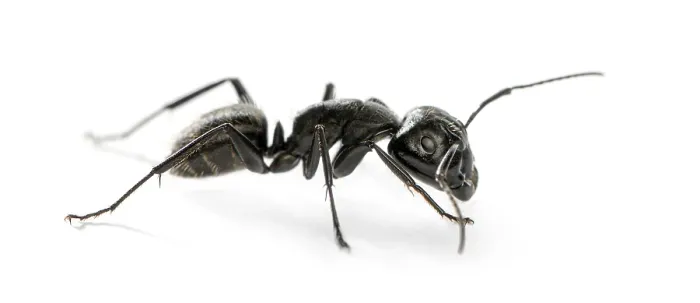 Framed Print : Carpenter ant, Camponotus vagus Framed Print : Carpenter ant, Camponotus vagus