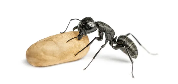 Framed Print : Carpenter ant, Camponotus vagus, carrying an egg
