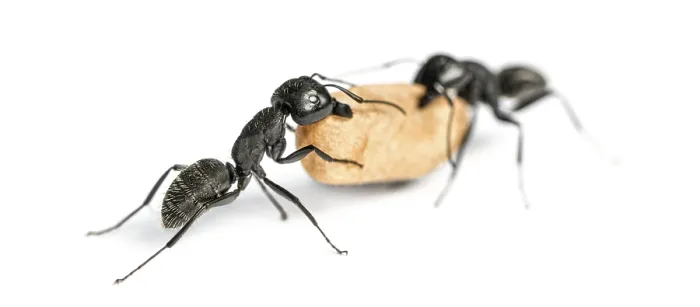Framed Print : Two Carpenter ants, Camponotus vagus Framed Print : Two Carpenter ants, Camponotus vagus