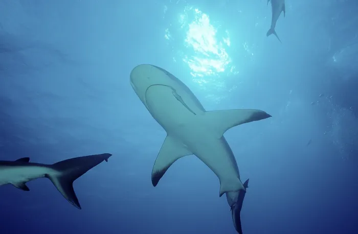 Framed Print : Carribbean reef shark (Carcharhinus perezi)