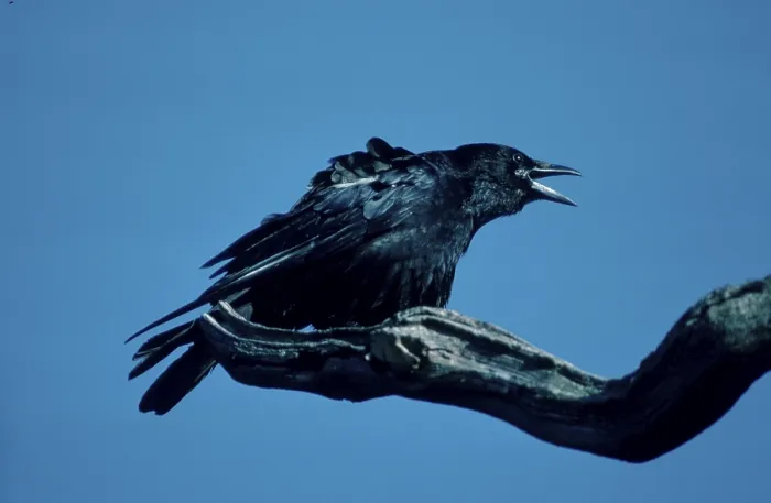 Framed Print : Carrion Carrion crow calling, Lower Saxony