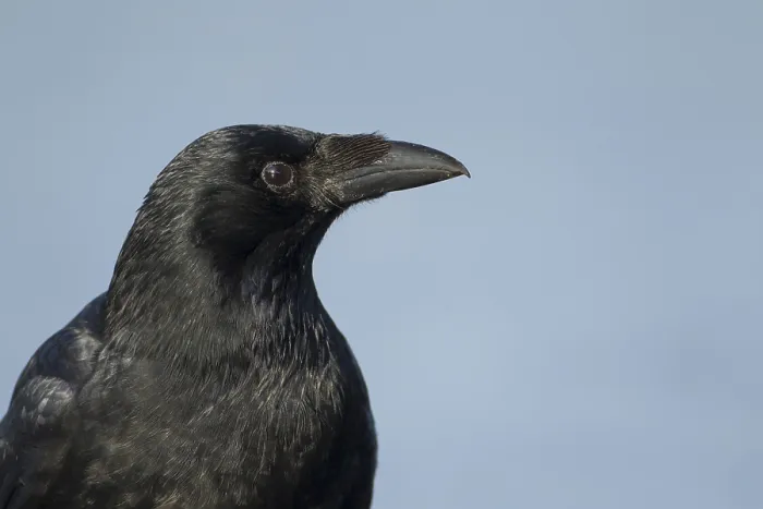 Framed Print : Carrion crow (Corvus corone) adult corvid bird head portrait