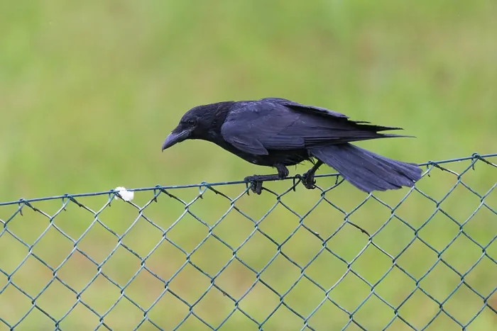 Framed Print : Carrion Crow (Corvus corone corone)