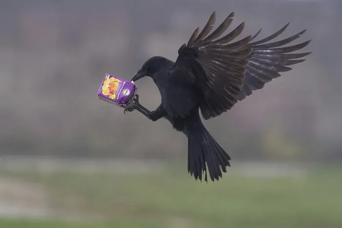Framed Print : A carrion crow (Corvus corone) flies through the air with a sap packet in its claws, Hesse, Germany, Europe