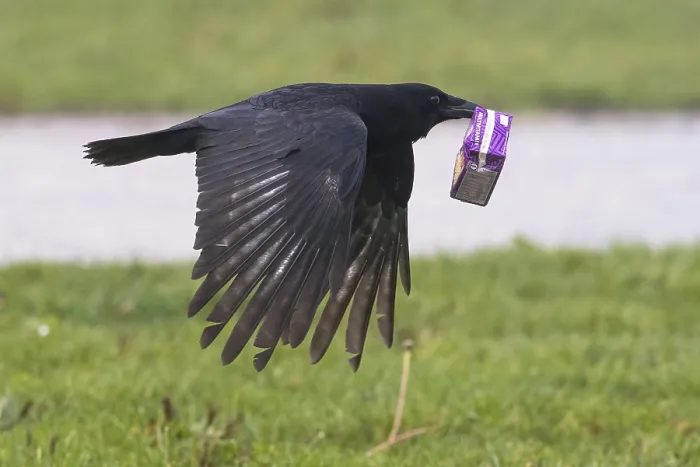 Framed Print : A carrion crow (Corvus corone) flies over a meadow with a sap packet in its beak Framed Print : A carrion crow (Corvus corone) flies over a meadow with a sap packet in its beak