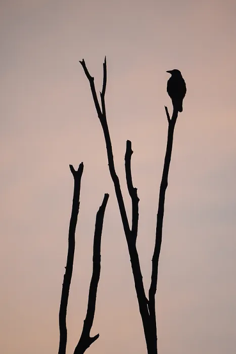 Framed Print : Carrion crow (Corvus corone), single crow against the morning sky