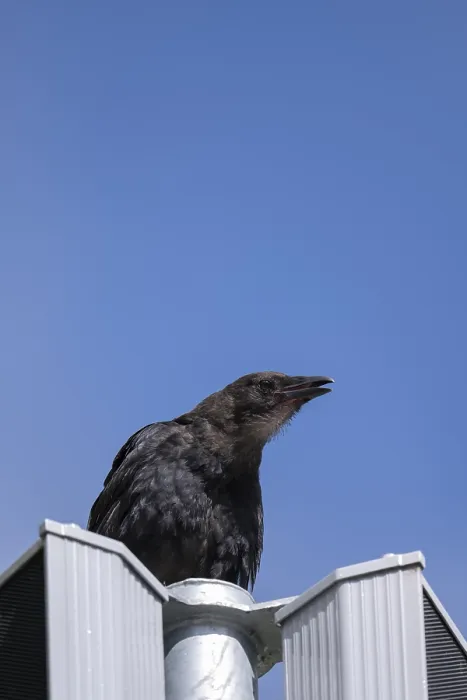 Framed Print : Carrion crow (Corvus corone), sitting on a light-coloured loudspeaker