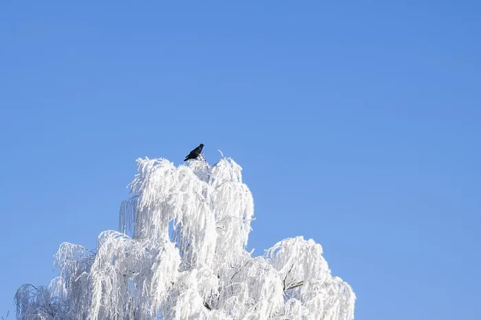 Framed Print : Carrion crow (Corvus corone) sitting on a Silver birch (Betula pendula)