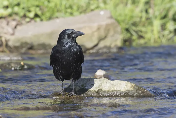 Framed Print : Carrion crow (Corvus corone) standing on stone in water