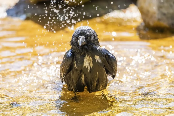 Framed Print : Carrion crow (Corvus corone) taking a bath Framed Print : Carrion crow (Corvus corone) taking a bath