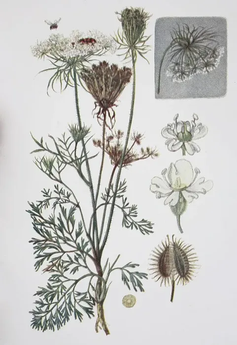 Framed Print : Carrot (Daucus carota), whose common names include wild carrot