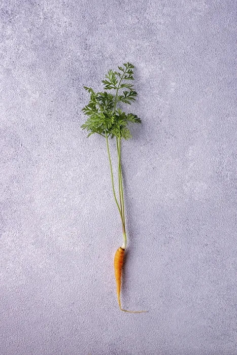 Framed Print : Carrots with tops and roots on gray plaster