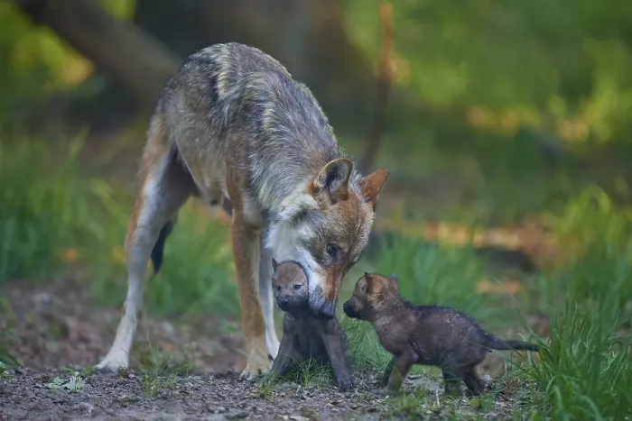 Framed Print : Carrying wolf lovingly cares for its pups in the forest Framed Print : Carrying wolf lovingly cares for its pups in the forest
