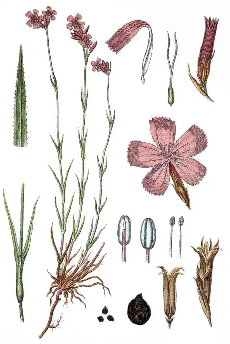 Framed Print : Carthusian pink (Dianthus carthusianorum)