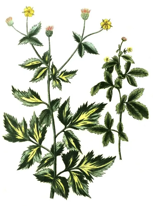 Framed Print : Caryophillata alpina, vulgaris