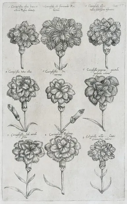 Framed Print : Caryophyllaceae (Caryophyllaceae)