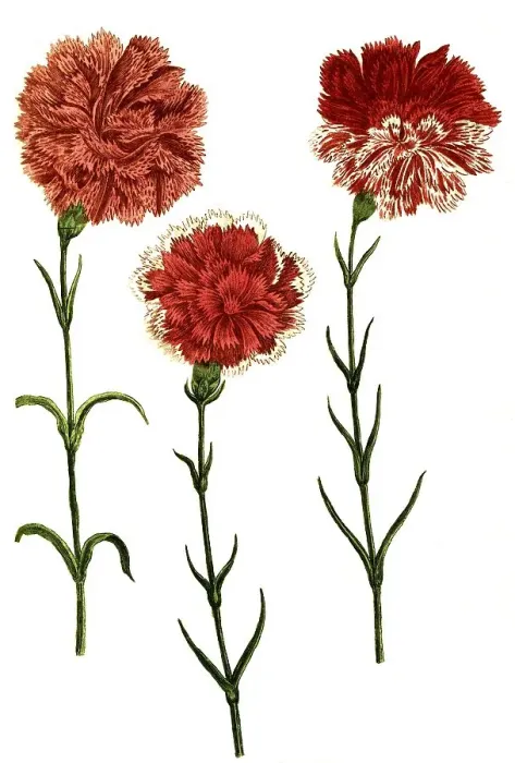 Framed Print : Caryophyllus hortensis, Carnation